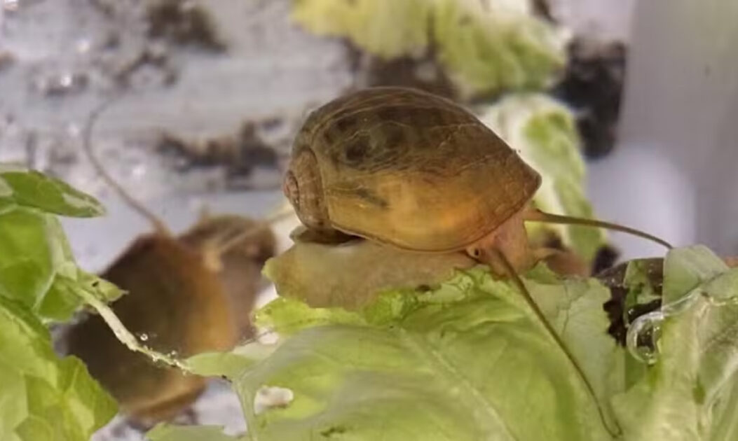 Imagem do caracol que regenera os olhos, o caracol-maçã (Pomacea canaliculata) é uma espécie nativa da América do Sul. Foto: Alice Accorsi/Universidade da Califórnia Davis
