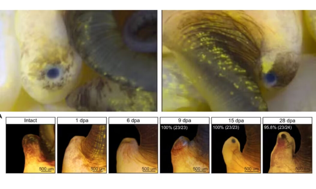 Imagem mostrando as etapas de regeneração do olho que foi amputado do caracol. Foto: Alice Accorsi/Nature Communications