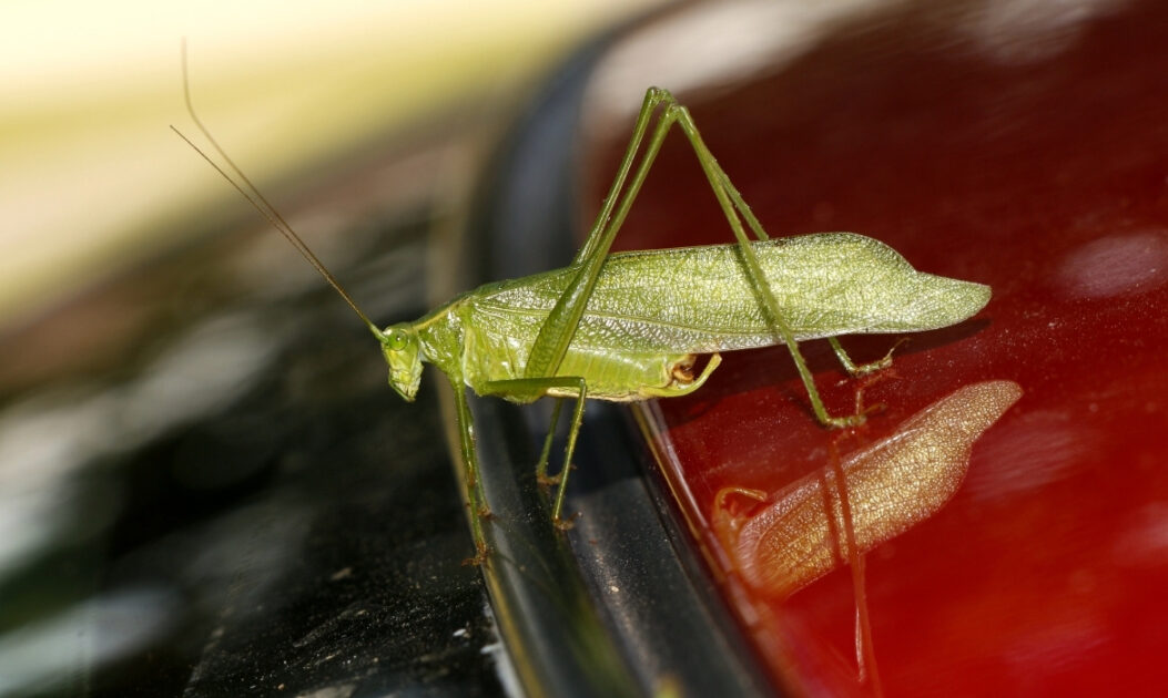 Inseto sozinho em cima de um carro. Declínio no número de insetos preocupa cientistas. Foto: Canva.