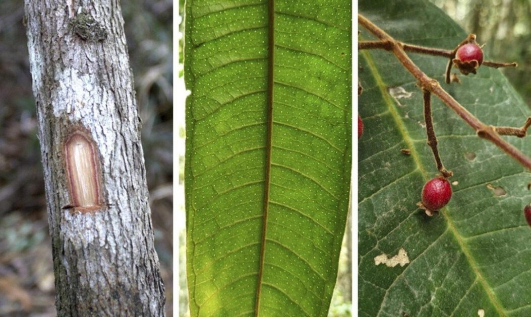 Imagem do tronco, das folhas e dos frutos da Myrcia magnipunctata, nova árvore rara descoberta na Mata Atlântica mineira. Foto: Divulgação/UFV.