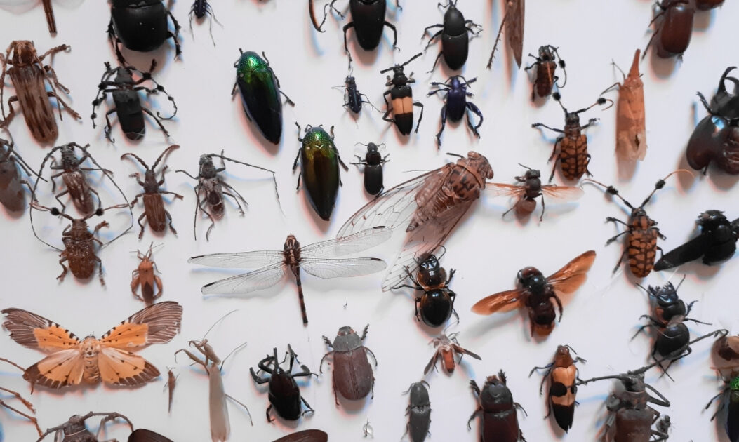 Diversas espécies de insetos. Abelhas, borboletas, joaninhas, libélulas e até besouros decompositores: o desaparecimento de insetos atinge uma diversidade enorme de espécies. Foto: Canva. 