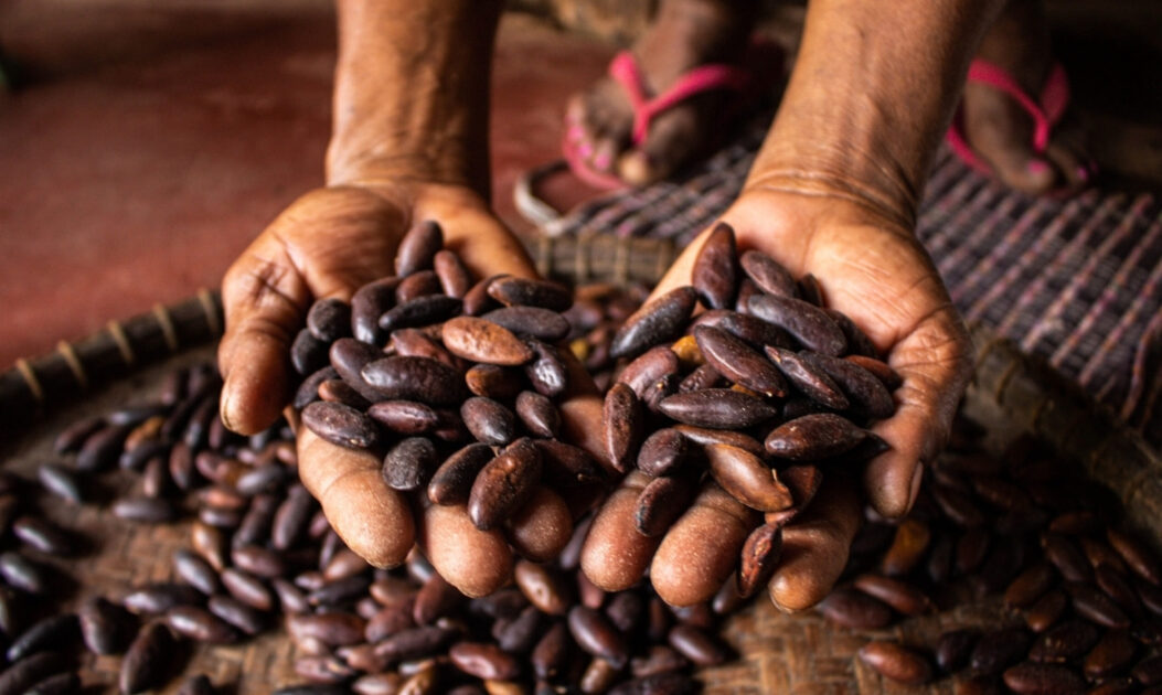 Imagem de mãos segurando a castanha do baru, essencial para impulsionar a bioeconomia e conservar o bioma do Cerrado. Foto: Camila Araujo/ ISPN.