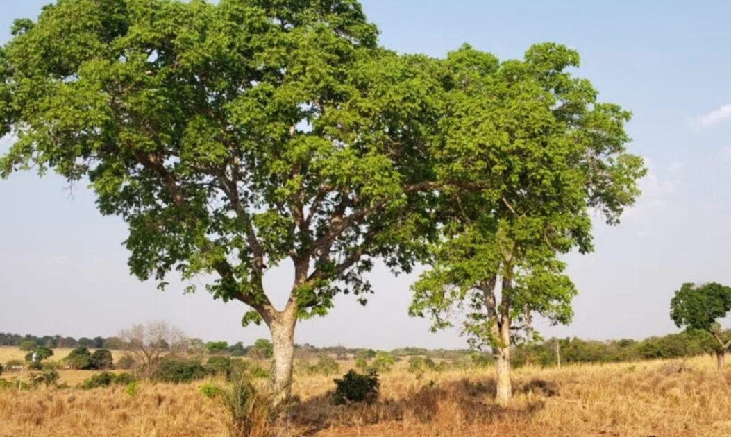 Imagem da árvore do baru. Espécie está ameaçada de extinção pelo avanço da agricultura sobre o Cerrado. Foto: Helenice Gonçalves/Embrapa Cerrados.