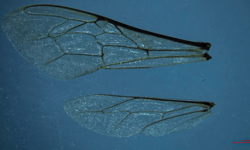 Imagem de amostras de asas de abelhas analisadas. Foto: Divulgação/ Centro de Conhecimento em Biodiversidade.