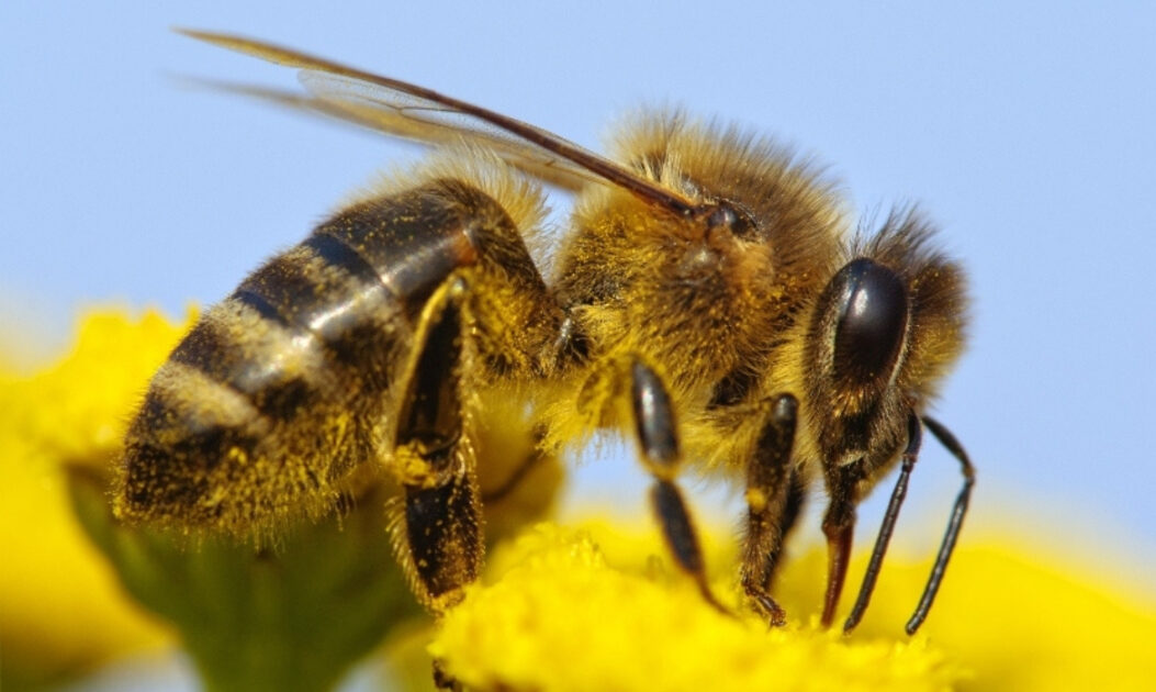 Foto macro de abelha africanizada (Apis mellifera), mais conhecida como abelha com ferrão, ela foi utilizada na pesquisa sobre as asas de abelhas. Foto: Cursos CPT.