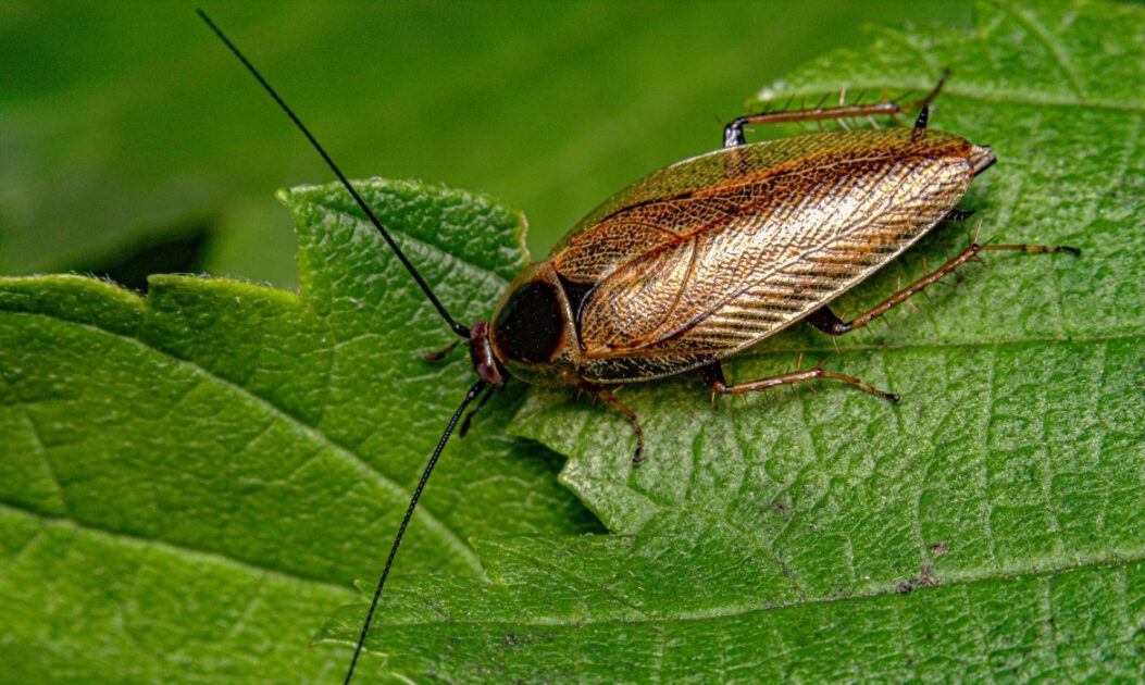 Barata-americana sobre superfície vegetal; inseto estudado por cientistas como inspiração para tornar a produção de etanol mais eficiente e impulsionar transição energética.