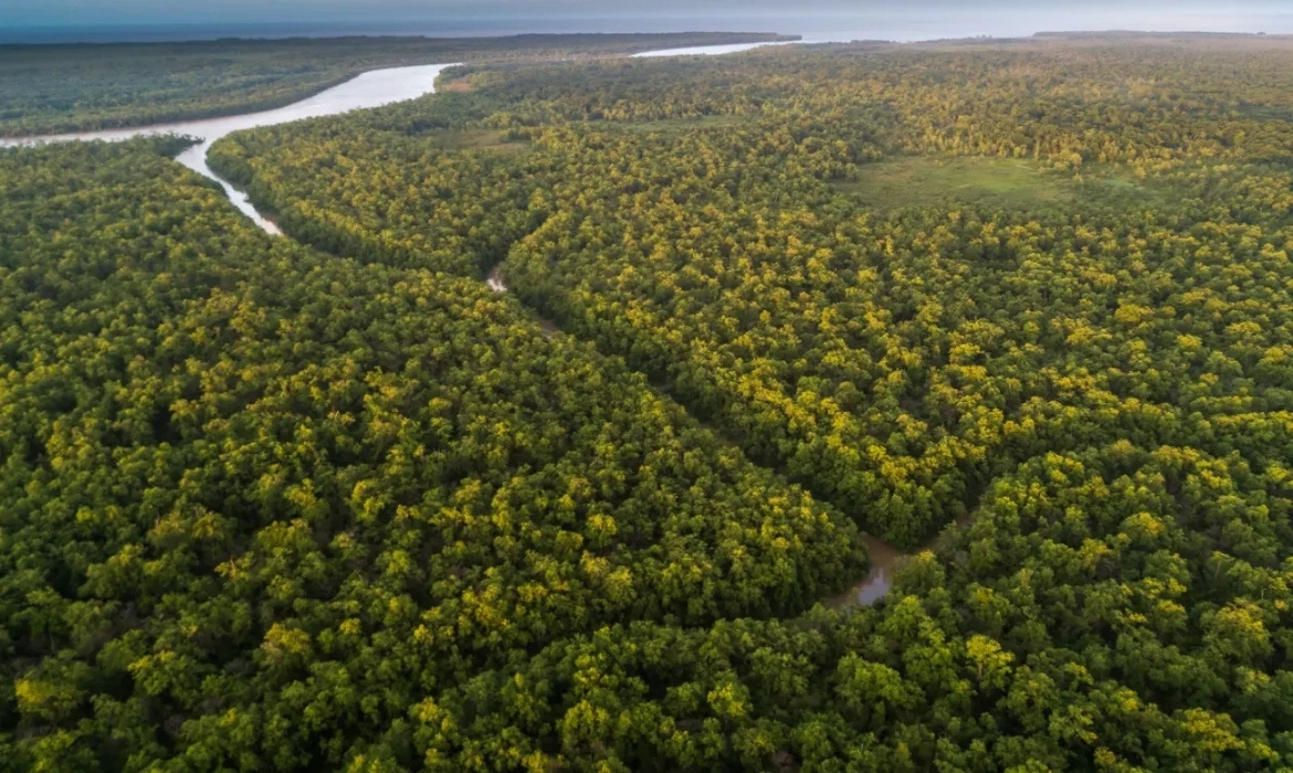 Vista aérea da floresta amazônica.