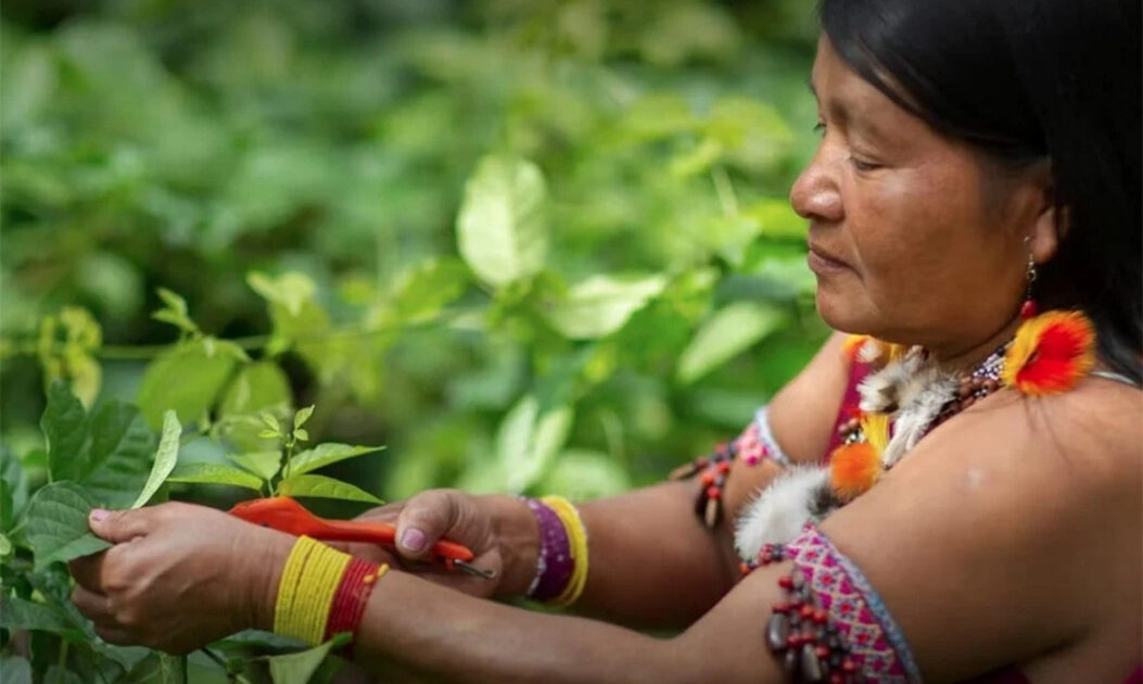 Mulher indígena diante de plantas. 
