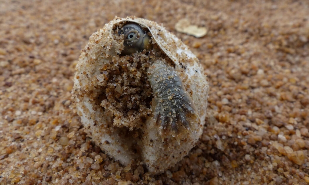 Close-up de uma tartaruga recém-nascida rompendo a casca do ovo na areia amazônica.