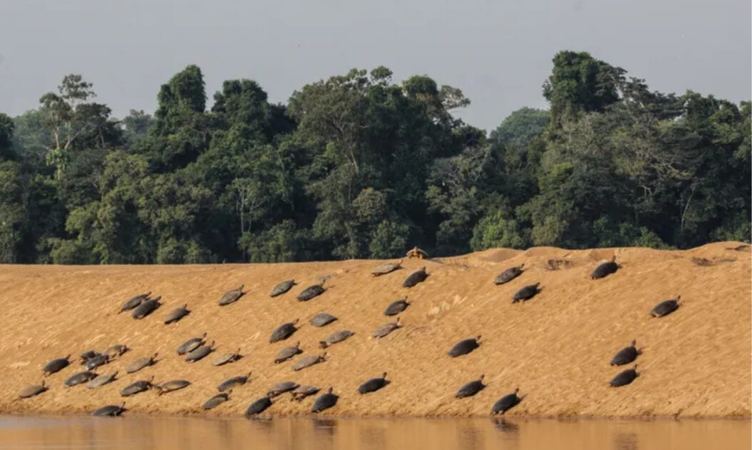 Grupo de tartarugas amazônicas escalando areia durante o processo de nidificação.
