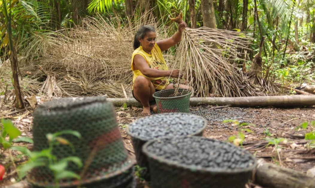 A bioeconomia é essencial para a preservação da Amazônia. 