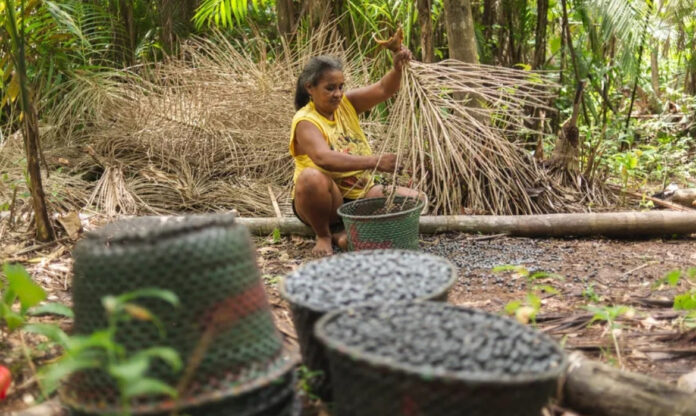 A bioeconomia é essencial para a preservação da Amazônia.