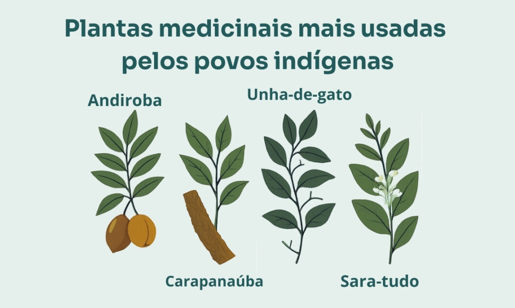 Infográfico com as espécies de plantas medicinais mais utilizadas pelos povos indígenas.