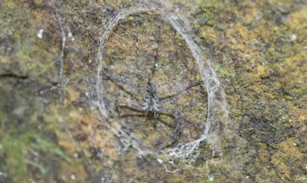 Teias de aranha revelam milhões de anos de evolução em diferentes arquiteturas 1 Uma aranha-abajur em sua teia estreita que alarga para fora entre rochas. Uma das diversas teias de aranha.