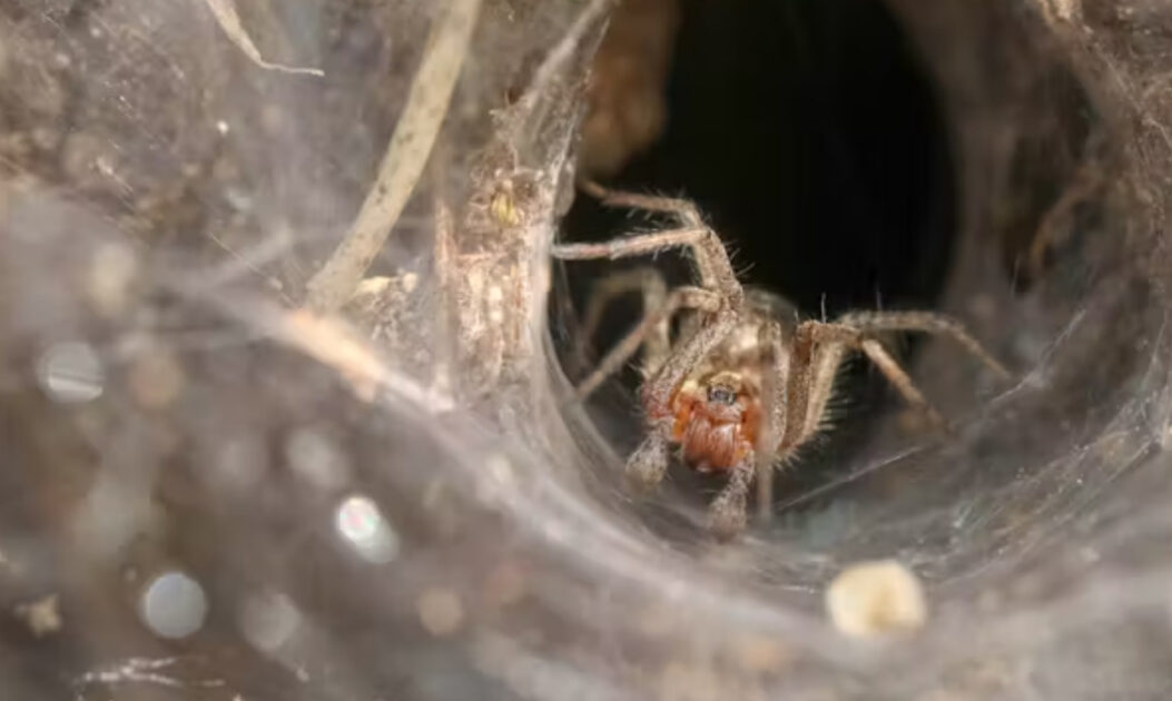 Teias de aranha revelam milhões de anos de evolução em diferentes arquiteturas 2 Imagem da aranha tecelã de funil em sua teia no chão. Foto: Sandra Standbridge/Getty Images.