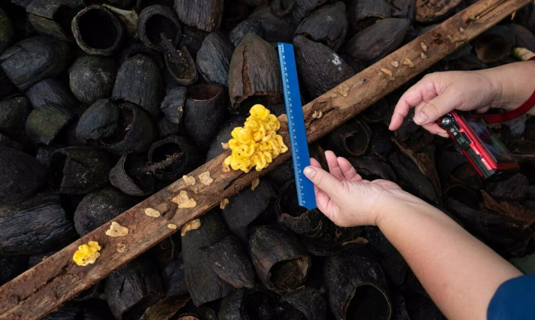 Imagem de fungo raro descoberto em expedição.