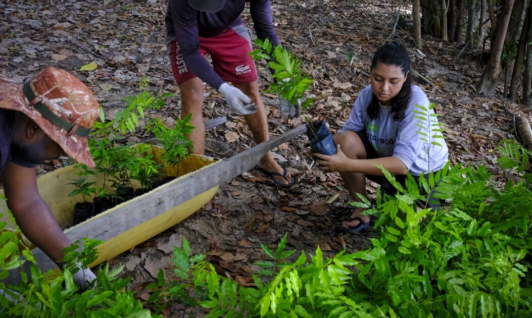 Família ribeirinha planta árvores na RDS do Uatumã, projeto Floresta Viva do Idesam para restauração florestal e geração de renda sustentável.