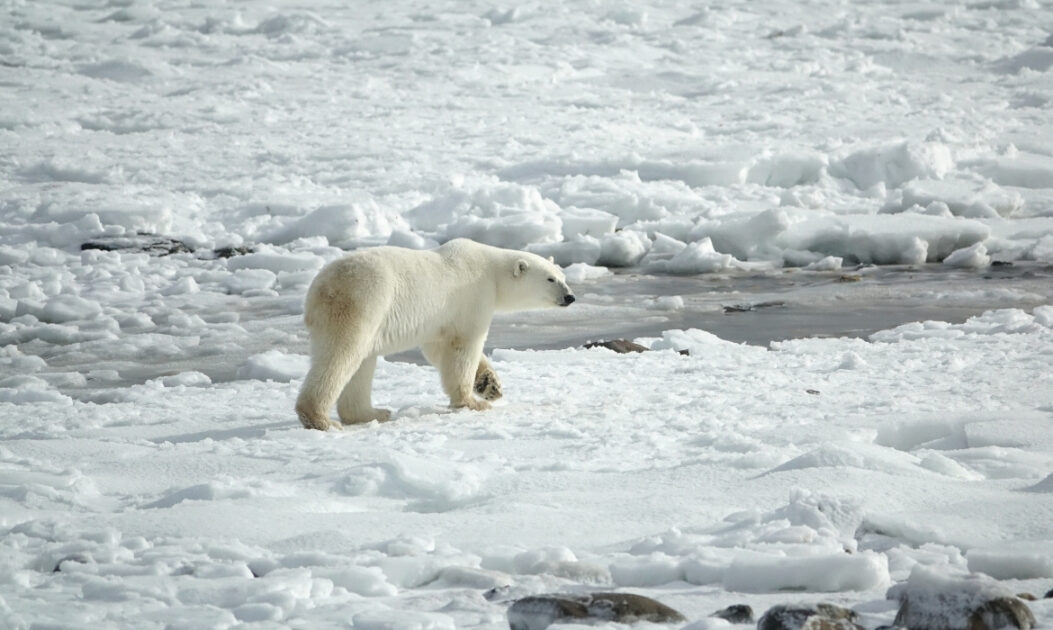 Urso-polar sobre placas de gelo derretido no Ártico, cenário agravado pelo aquecimento global.