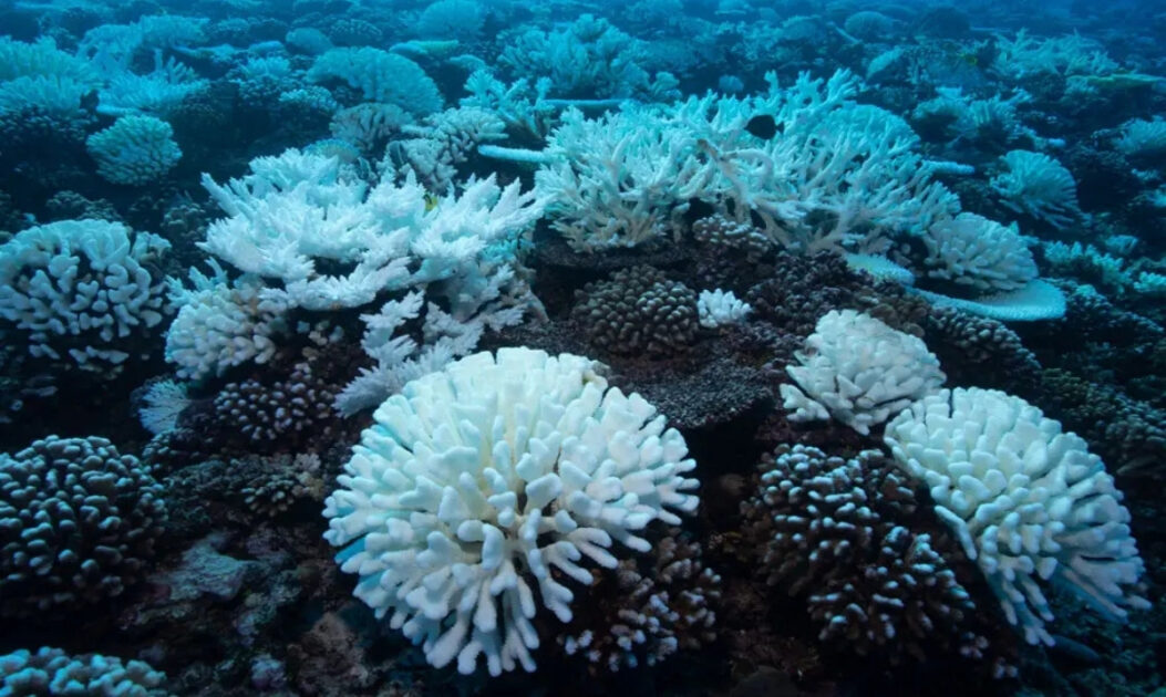 Imagem de corais branqueados. Foto: Brett Monroe Garner/Getty Images 