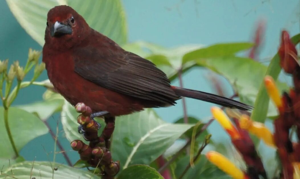 Pipira-vermelha pousada em galho, com plumagem vermelha intensa.