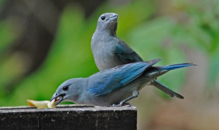 Dois sanhaços-da-Amazônia se alimentando de frutas, representando a diversidade de aves da Amazônia. Foto: Danbrazil.