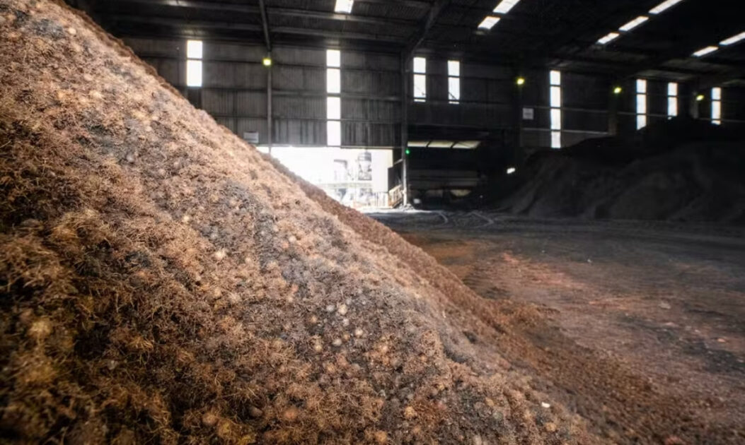 Montanha de caroços de açaí em depósito industrial no Pará, com pilha de carvão ao fundo.