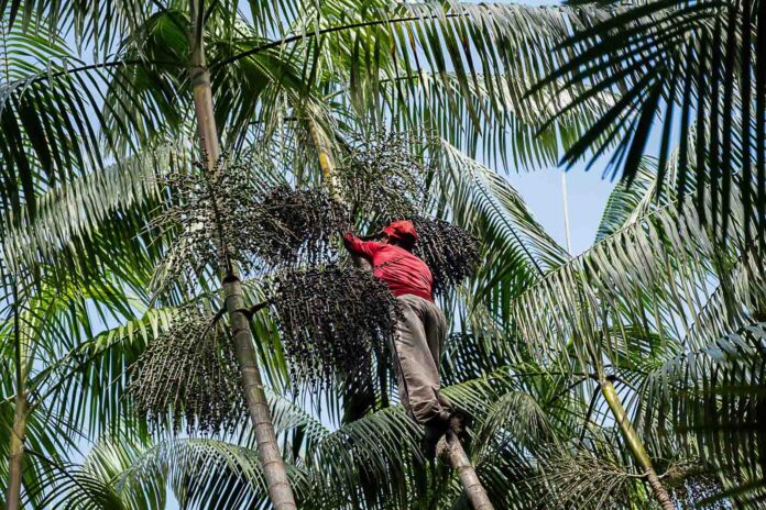 Trabalhador coleta cachos de açaí em palmeira no Pará.