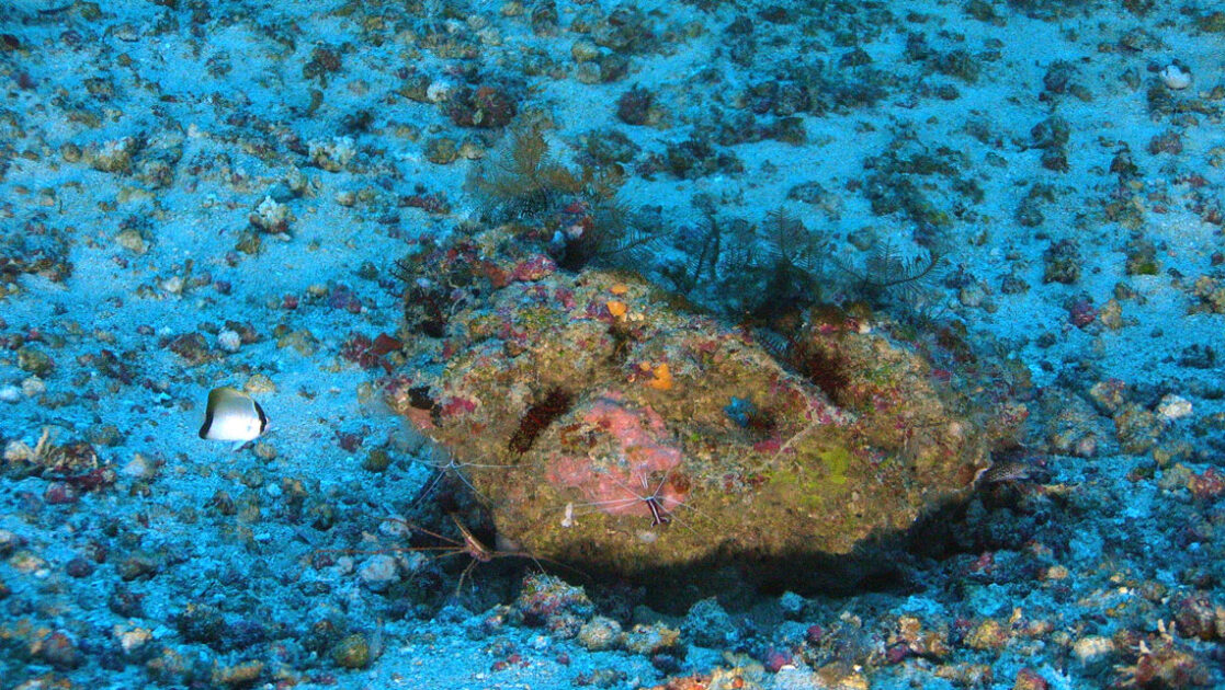 Imagem subaquática mostrando a biodiversidade marinha do recife na Foz do Amazonas, incluindo um peixe-borboleta colorido, um caranguejo-aranha de pernas longas e um camarão-limpador sobre corais, a cerca de 97 metros de profundidade.