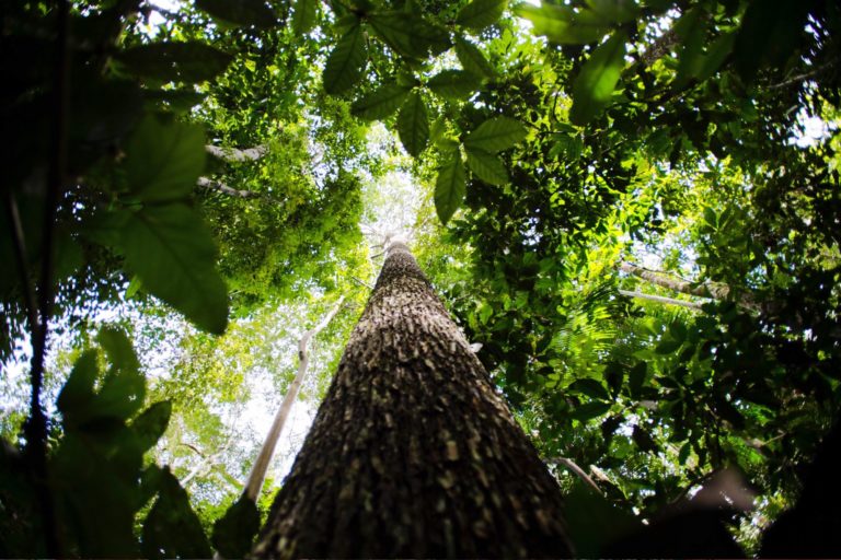 Árvore amazônica em floresta densa, símbolo da biodiversidade que sustenta a bioeconomia no Brasil.