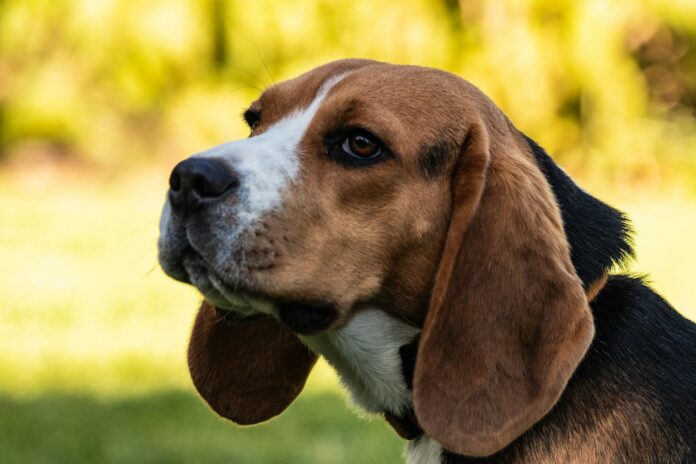Fotografia de um cão da raça beagle, uma das raças mais utilizadas em testes de cosméticos em animais por sua inteligência, adaptabilidade e docilidade.