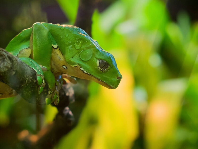 Fotografia em close do sapo kambô.