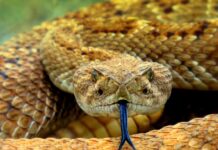 Veneno de cobras e aranhas pode originar antibióticos contra superbactérias