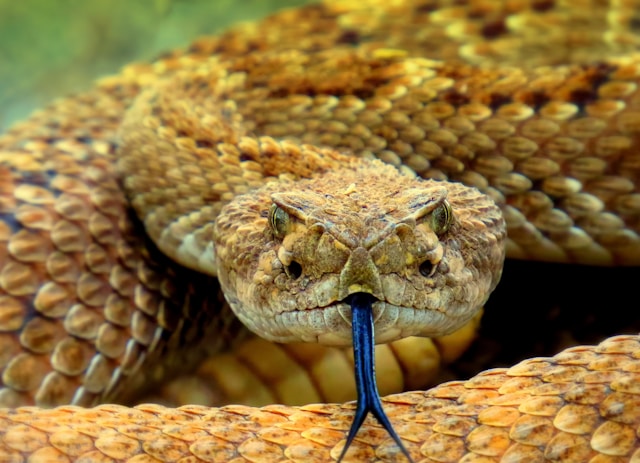 Veneno de cobras e aranhas pode originar antibióticos contra superbactérias