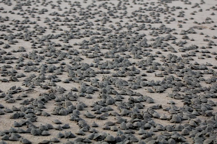 Vista panorâmica mostra centenas de filhotes da tartaruga-de-arrau reunidas durante a temporada de desova na Amazônia.