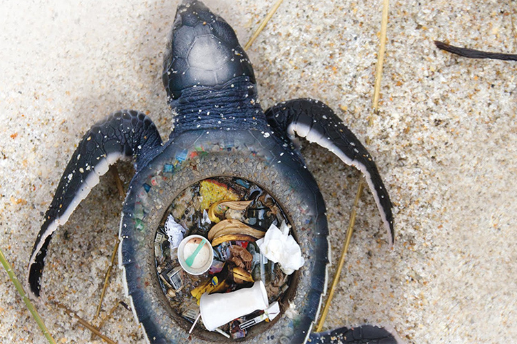 tragédia civilizatória do plástico