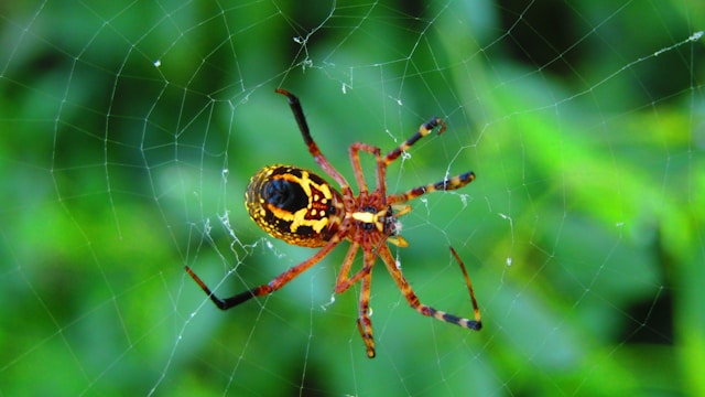 Veneno de cobras e aranhas pode originar antibióticos contra superbactérias