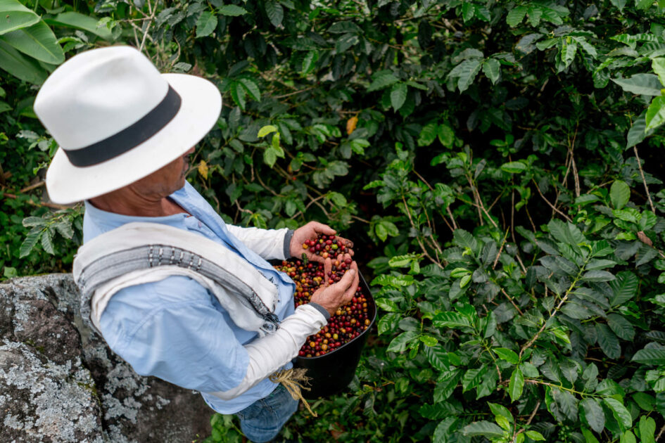 Plantação de café na Colômbia: ciclos de colheita distintos em áreas próximas ilustram os efeitos da assincronia sazonal na agricultura.