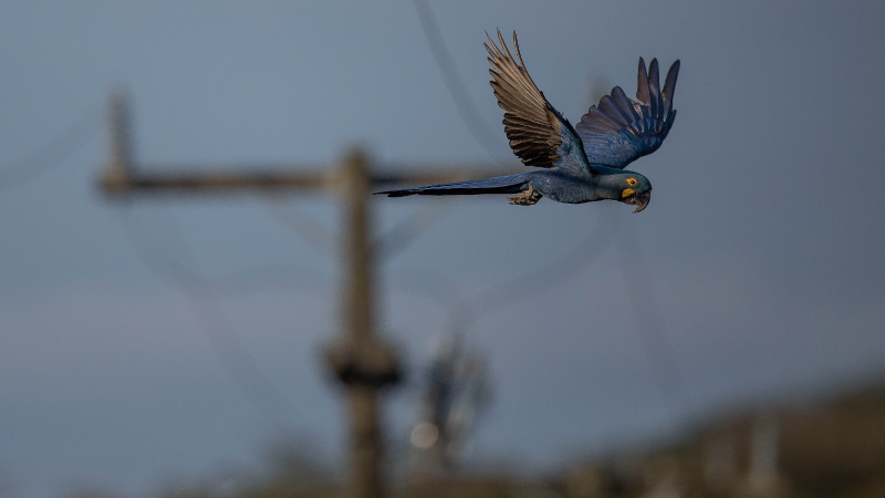 Arara-azul-de-lear em voo com poste de energia elétrica ao fundo, no sertão baiano.