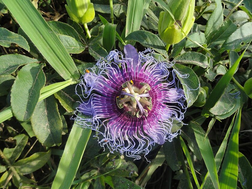 960px A flor do Maracuja do Cerrado Passiflora cincinnata se destaca na vegetacao