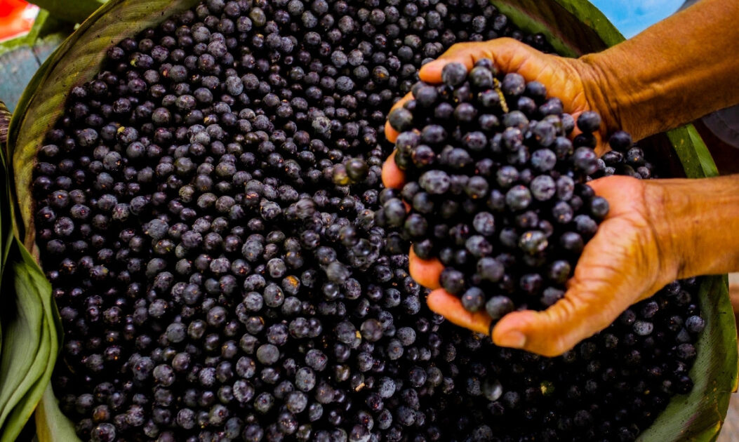 Açaí (Euterpe oleracea)