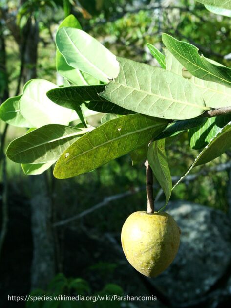 Amapá-doce (Parahancornia amapa)