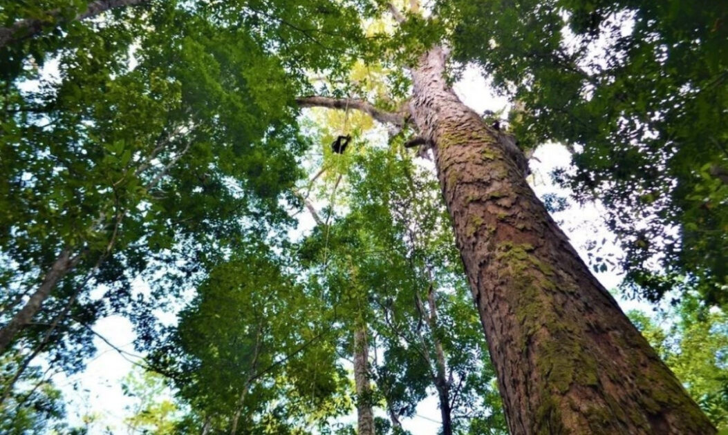 Amapá-amargo (Parahancornia fasciculata)