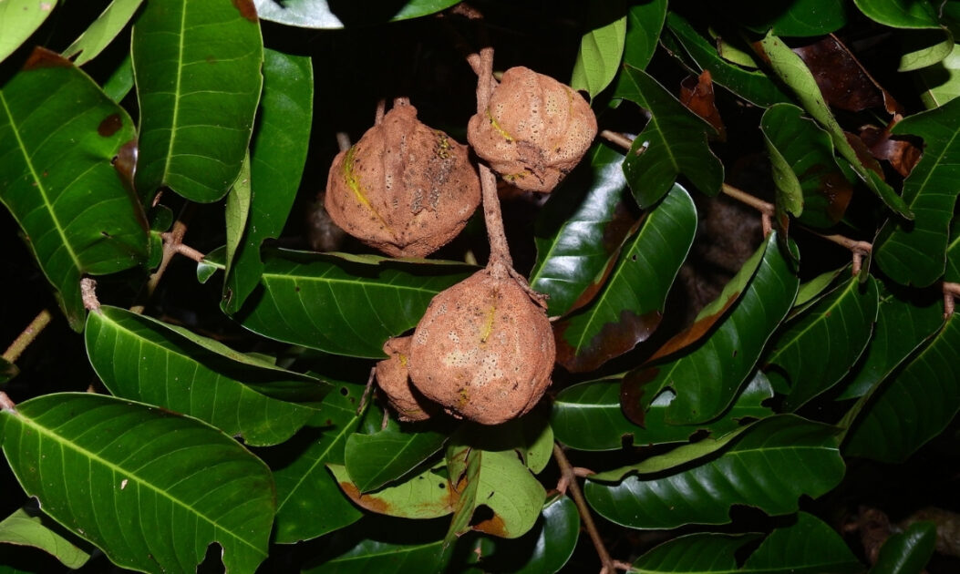 Imagem de Andiroba
Andiroba (Carapa guianensis) 