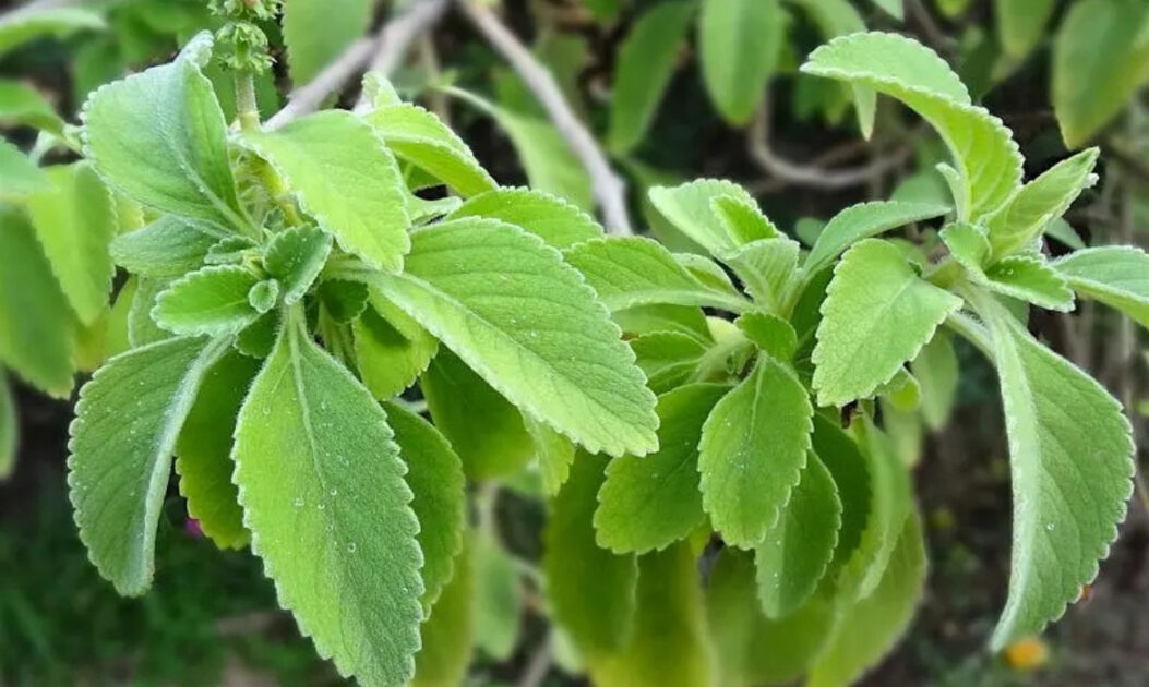 Boldo-amazônico (Plectranthus barbatus)