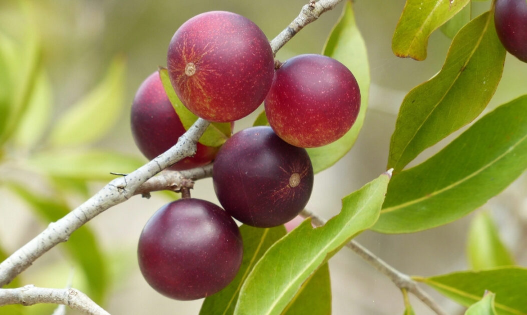 Camu-camu (Myrciaria dubia)