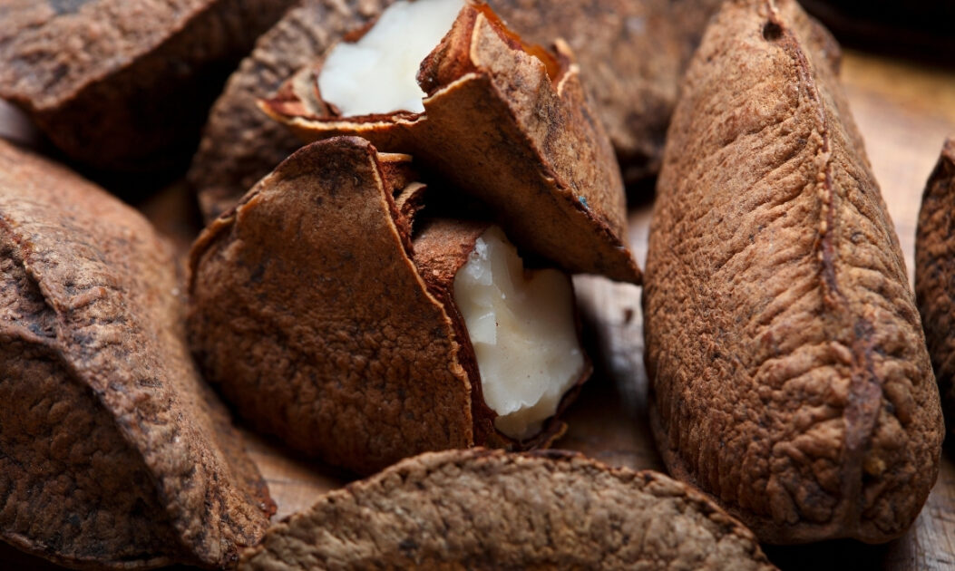 Castanha-do-pará (Bertholletia excelsa)