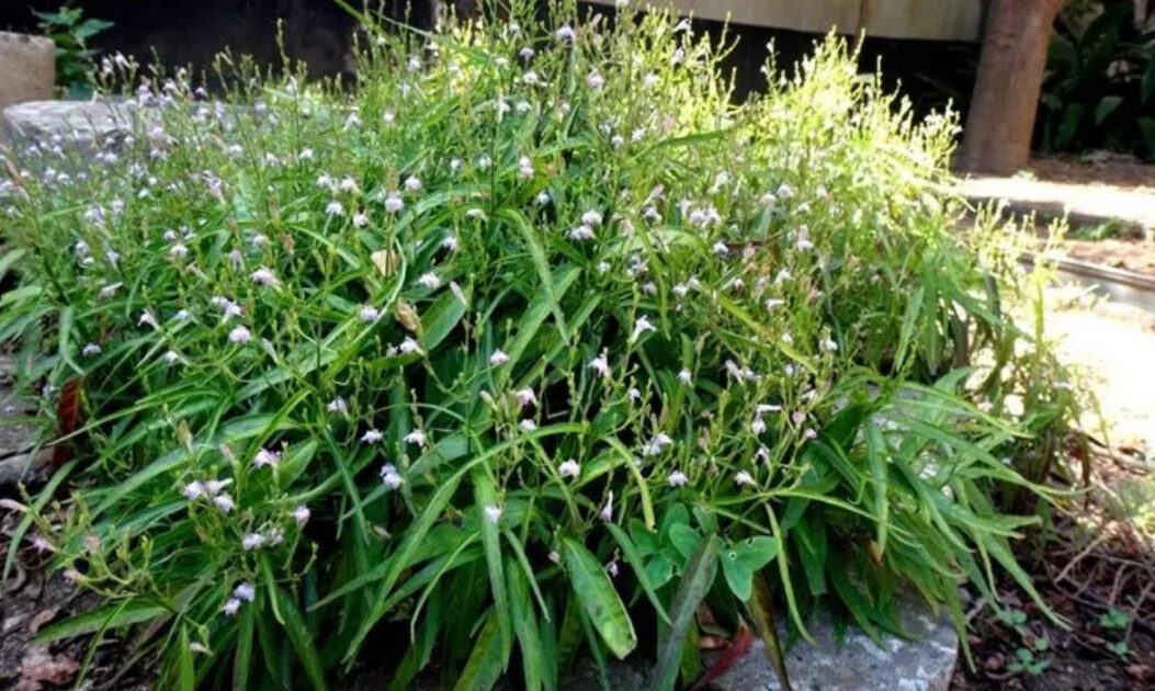 Chambá (Justicia pectoralis)