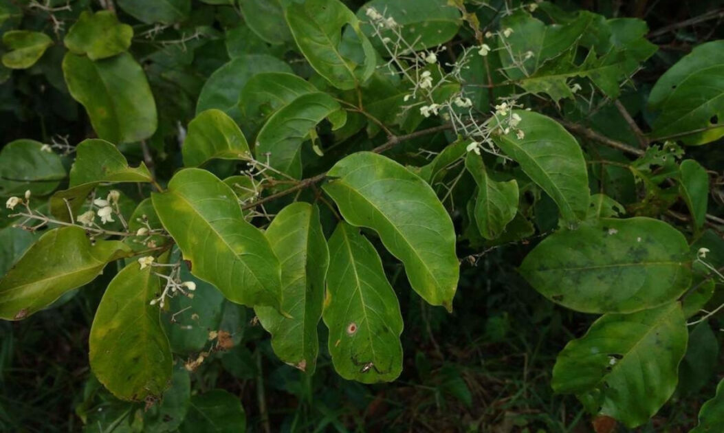 Cipó-cravo (Tynanthus panurensis)