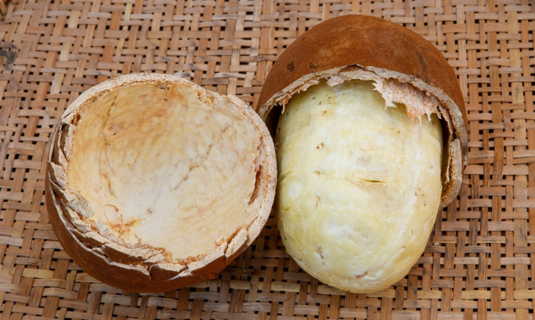 Fruto de cupuaçu aberto, mostrando a polpa branca, símbolo de disputas comerciais e casos de biopirataria na Amazônia.