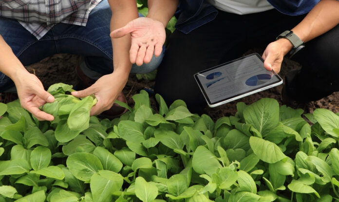 Agricultor utiliza tablet para monitorar lavoura.